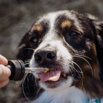 CBD oil for Dogs