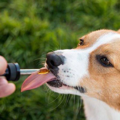 CBD oil for Dogs