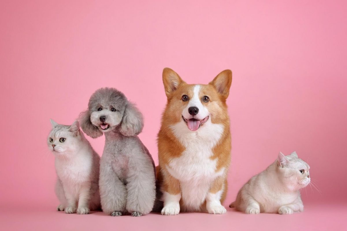 CBD Products for Pets in Japan