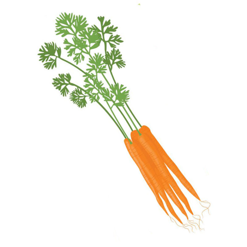 Carrot Seed Oil