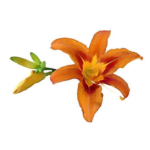 CBD Kwansou daylily