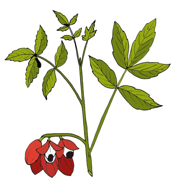 GUARANA