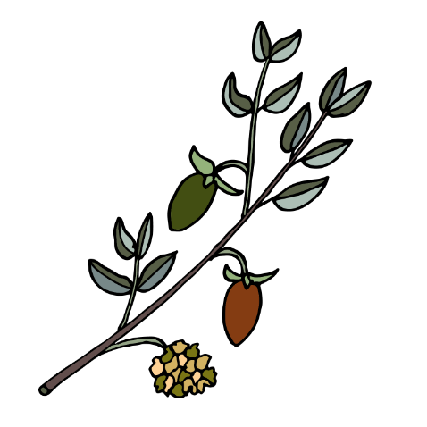 jojoba oil