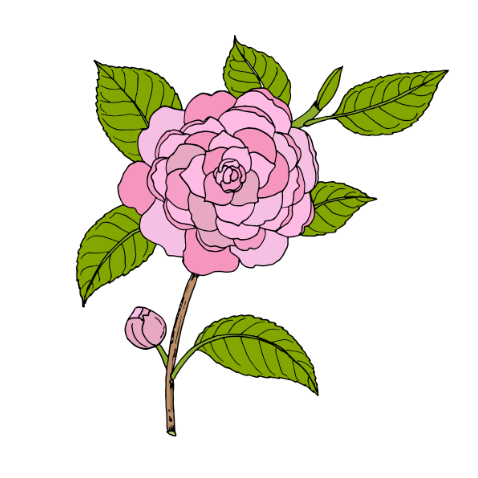 Camellia