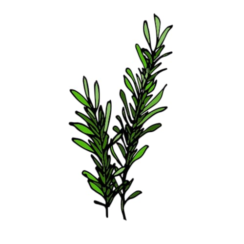 rosemary