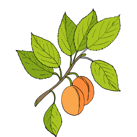 apricot