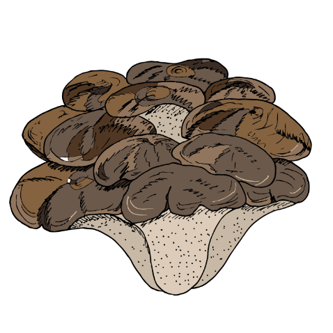 maitake mushroom