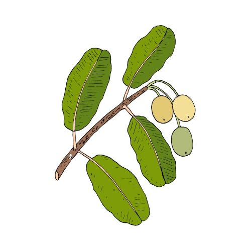 Tamanu