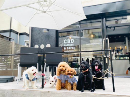 PetCBD puppies gathering in front of HealthyTOKYO CBD Cafe