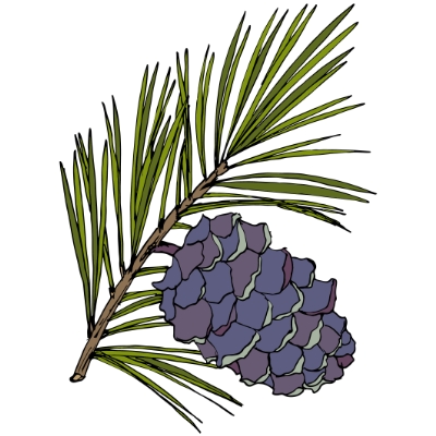 siberian pine