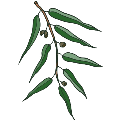 eucalyptus