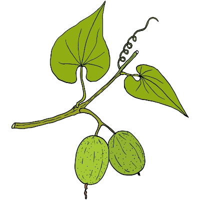 monk fruit