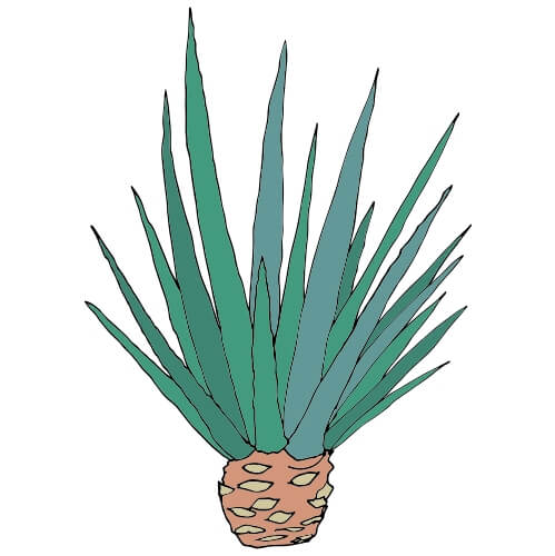 agave